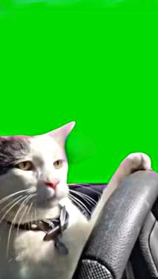 Cat Car Driving CapCut Template
