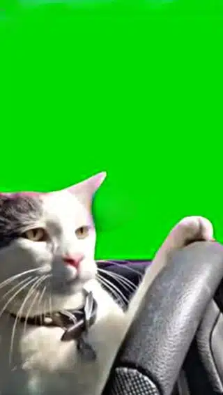 Cat Car Driving CapCut Template 4 Cat Car Driving CapCut Template